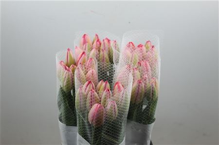 Tulipe Hybride Design Impression