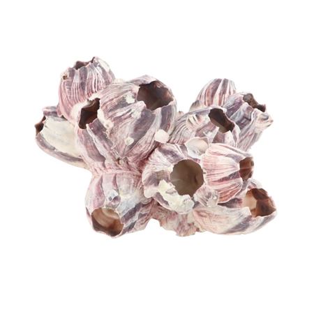 Barnacles 07-12cm