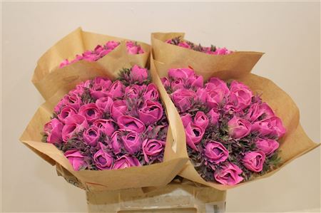 Anem Marianne Powder Fuchsia