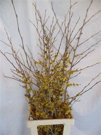 Hamamelis Mollis P Stem