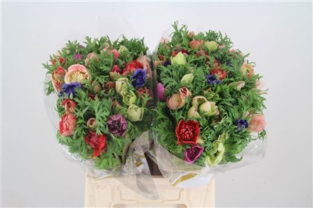 Anem Co Fullstar Gem