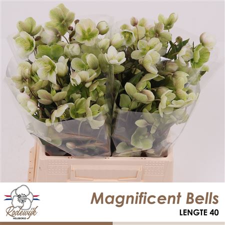 Hell Magnific Bells