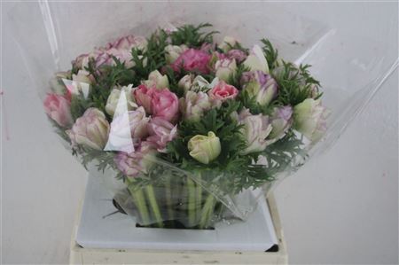 Anem Mistral Super Edged Pink