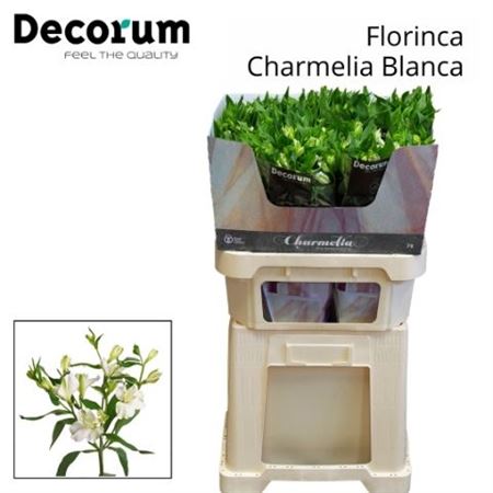 Alst Fl Charme Blanca