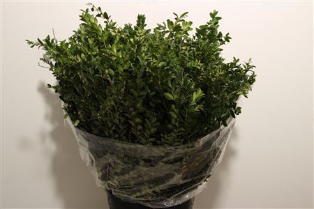Buxus Green P Bunch