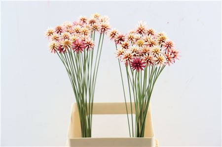 Inirida Flower Summer