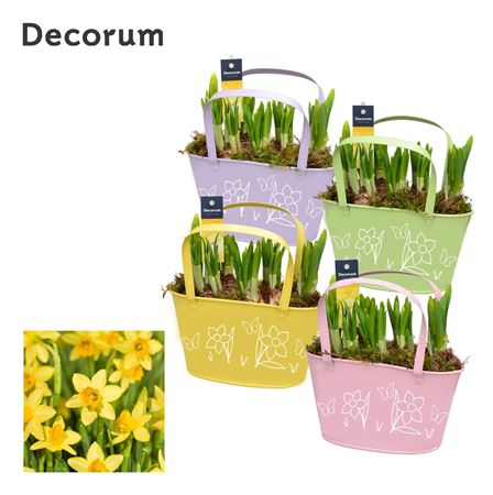 Narcis Colourful Basket Gm Hl12767