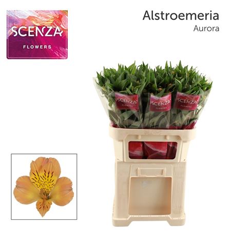 Alstr Aurora