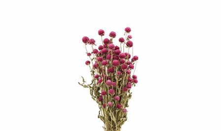 Dried Gomphrena Hot Pink Bunch