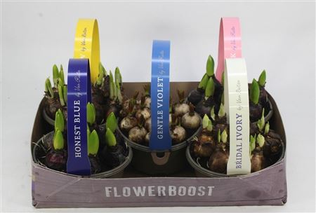 Bollen Mix 16 Smartlift