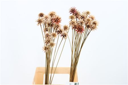 Inirida Flower Caramel