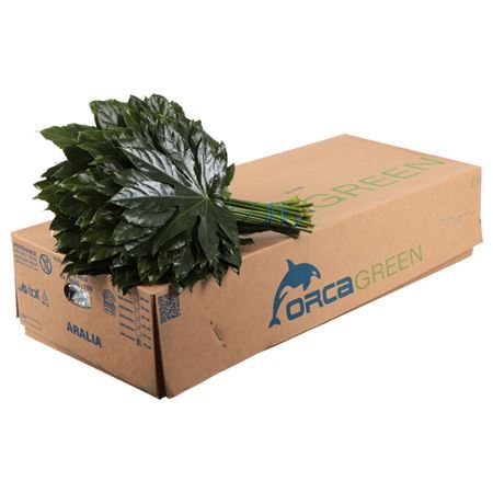 Aralia Costa Rica 35cm