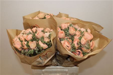 Anem Marianne Powder Orange