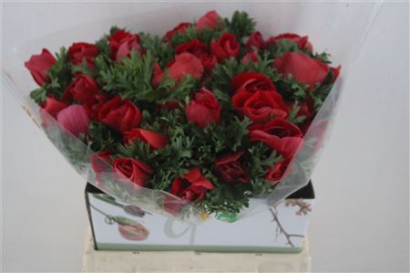 Anem Mistral Super Red