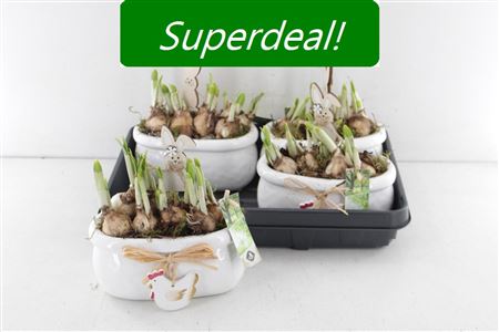 Arr5 Narcis Keramiek Ovaal