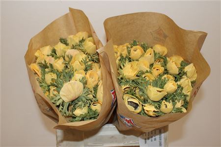 Anem Marianne Powder Abricot