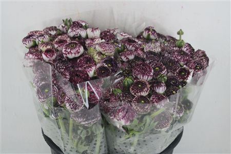 Ran Elegance Cappucino