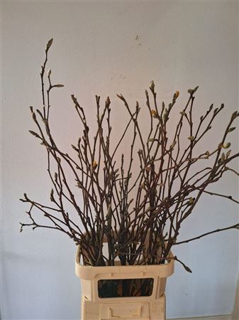 Magnolia Bloom Pink P Stem