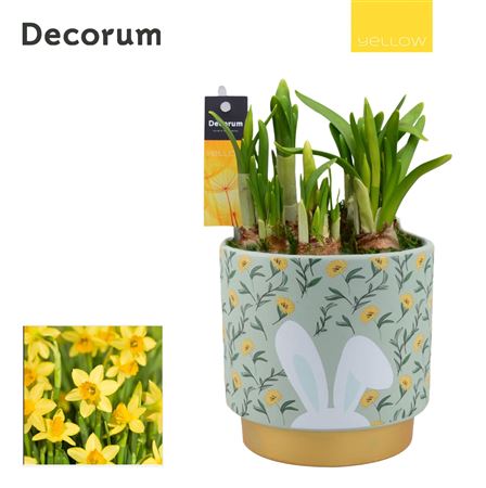 Arr Narcis Bunny Ears Hl14215