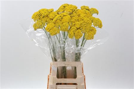 Achil F Park Variety