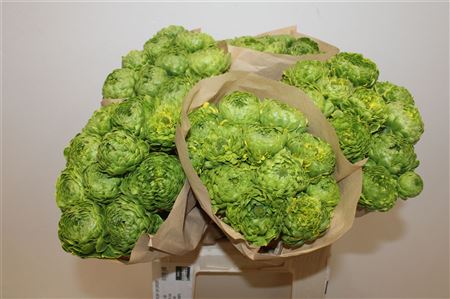 Renoncule Pon-pon Peterpan