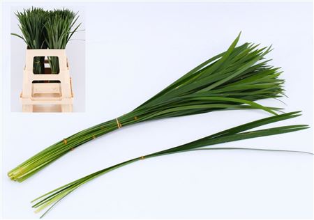 Liriope Muscari Green