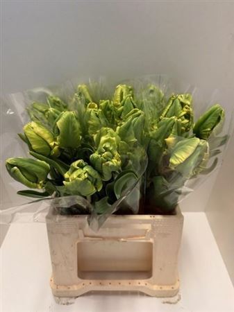 Tu Pa Madonna Yellow