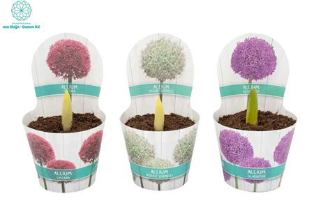 Allium Gemengd Potcover