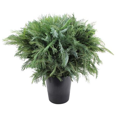 Mimosa Silver Queen 55