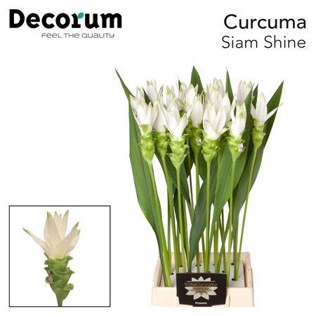Curc Al Siam Shine