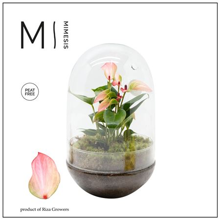 Anthu An Hotlips Terrarium Egg