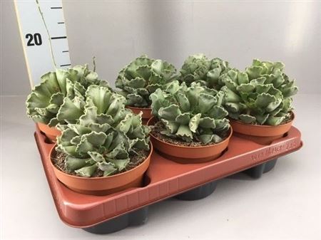Adromischus Cristatus