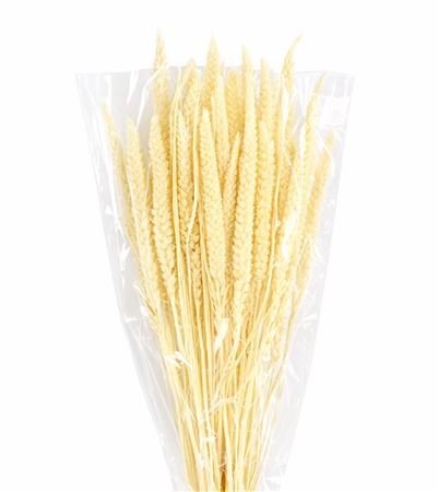 Dried Setaria Italica Bleached Bunch