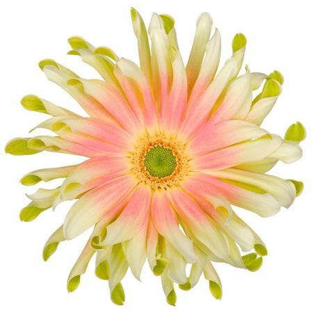 Ge Kv Pasta Nabi New