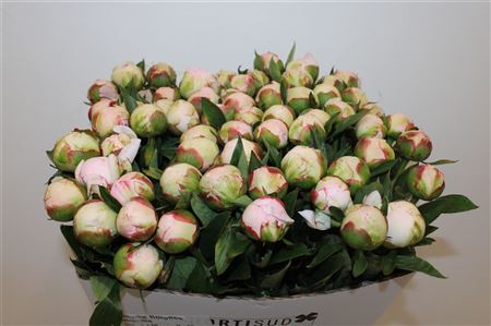 Paeo L Florence Nicholls