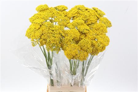 Achil F Park Variety