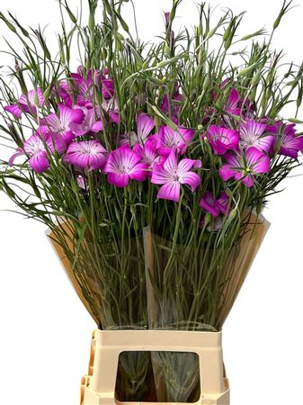 Agrostem Queen Purpl