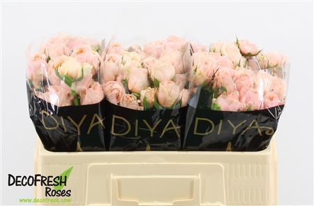 Rosa Spray Keijsers Coral