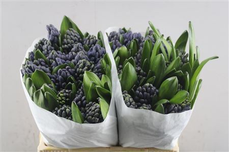 Hyac Delft Blue (schie)