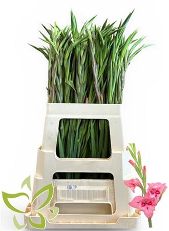 Glad Kl Summer Love (d.rose)