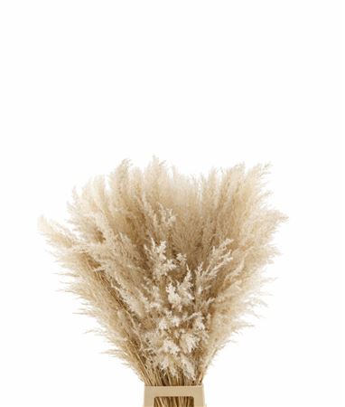 Dried Cortaderia Naturel Extra 100cm Pst