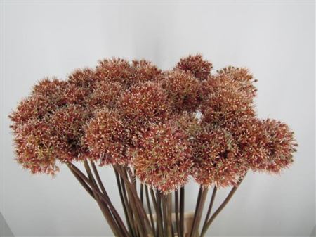 Allium Mount Brownie