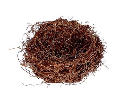 Basket Fern Root H8d20