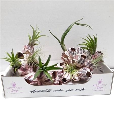 Airplant Tillandsia Barnacle