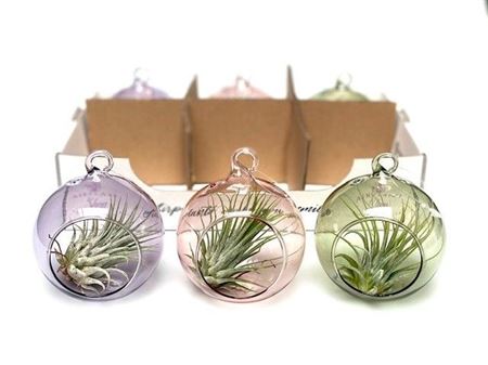 Airplant Tillandsia Color Mix Glass Ball