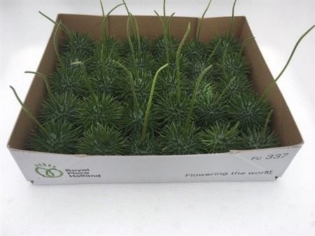 Sier Cucumis Egel M Holl X30