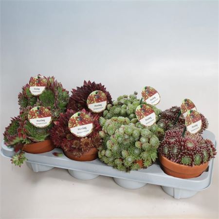 Semp Gemengd Terracotta