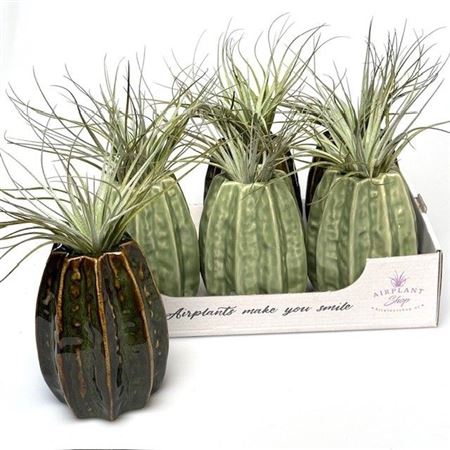 Airplant Till In Carambola Green Xl