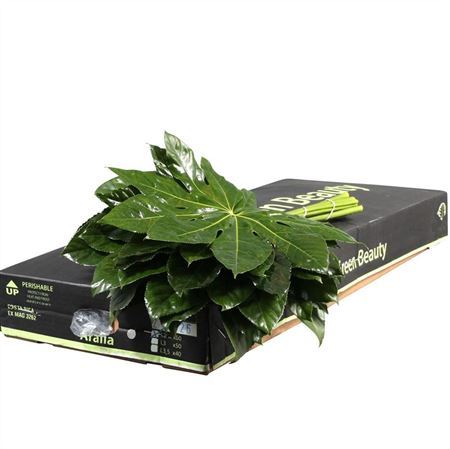 Aralia Costa Rica 20cm