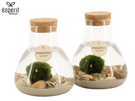 Arr Marimo Waterplanten